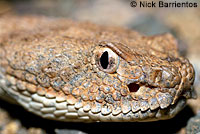 Speckled Rattlesnake