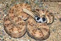 Speckled Rattlesnake