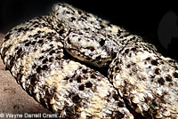 Speckled Rattlesnake