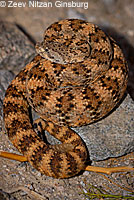 Speckled Rattlesnake