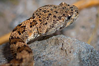 Speckled Rattlesnake