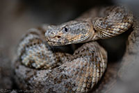 Speckled Rattlesnake