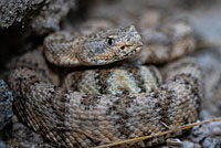 Speckled Rattlesnake