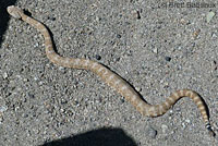 Speckled Rattlesnake