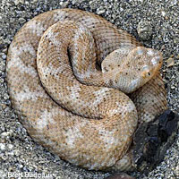 Speckled Rattlesnake