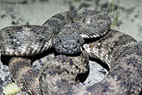 Speckled Rattlesnake