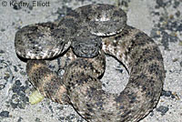 Speckled Rattlesnake