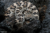 California Lyresnake