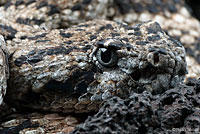 California Lyresnake