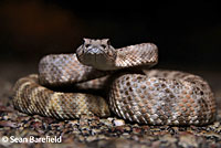 California Lyresnake