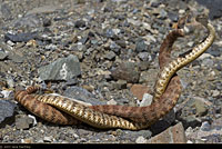 Speckled Rattlesnakes