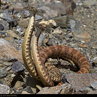 Speckled Rattlesnakes