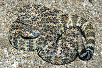 Speckled Rattlesnake