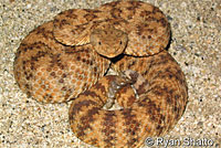 Speckled Rattlesnake