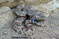 Speckled Rattlesnake