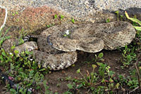 Speckled Rattlesnake