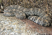 Speckled Rattlesnake