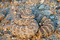 Speckled Rattlesnake