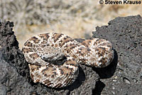 Speckled Rattlesnake