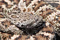 Speckled Rattlesnake