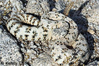 Speckled Rattlesnake