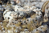 Speckled Rattlesnake