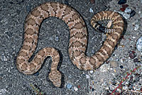 Panamint Rattlesnake