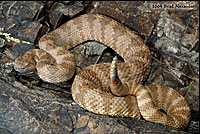 Panamint Rattlesnake