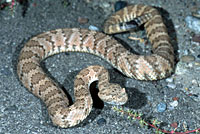 Panamint Rattlesnake