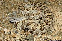 rattlesnake