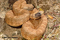 Panamint Rattlesnake