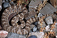 Panamint Rattlesnake