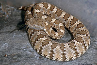 Panamint Rattlesnake