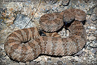 Panamint Rattlesnake