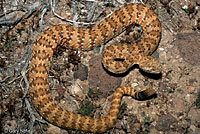 Panamint Rattlesnake