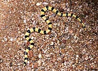 Colorado Desert Shovel-nosed Snake