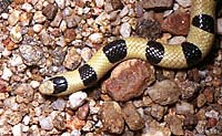 Colorado Desert Shovel-nosed Snake