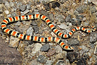 Colorado Desert Shovel-nosed Snake