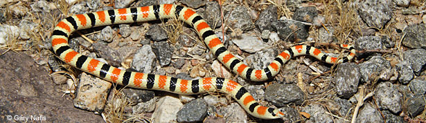 Colorado Desert Shovel-nosed Snake