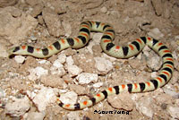 Colorado Desert Shovel-nosed Snake