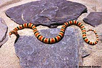 Colorado Desert Shovel-nosed Snake