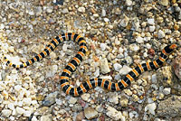 Colorado Desert Shovel-nosed Snake