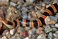 Colorado Desert Shovel-nosed Snake