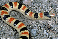 Colorado Desert Shovel-nosed Snake