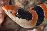 Colorado Desert Shovel-nosed Snake