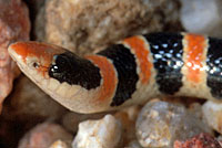 Colorado Desert Shovel-nosed Snake