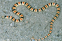 Colorado Desert Shovel-nosed Snake