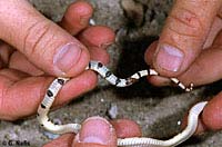 Colorado Desert Shovel-nosed Snake