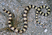 Colorado Desert Shovel-nosed Snake