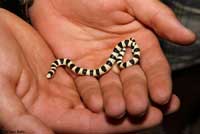 Colorado Desert Shovel-nosed Snake